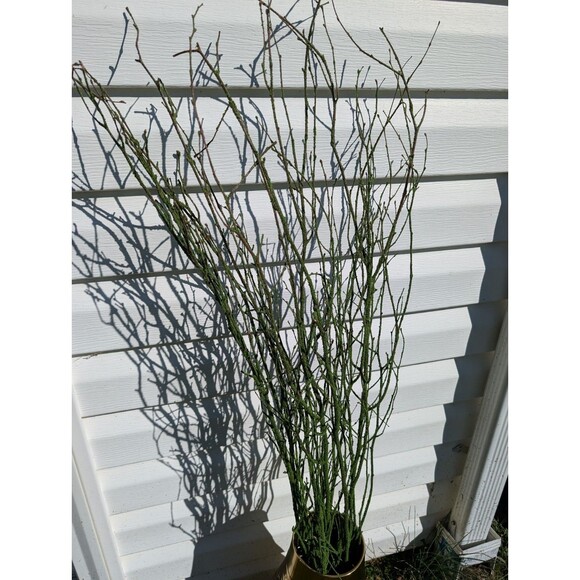 47in Green Coated Reeds Bundle x10 Branches - Picture 7 of 8